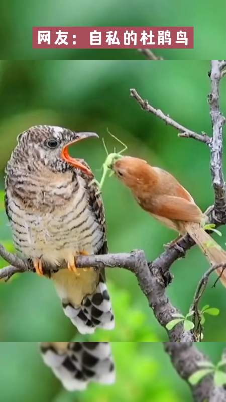 杜鹃鸟#网友:自私的杜鹃鸟-度小视