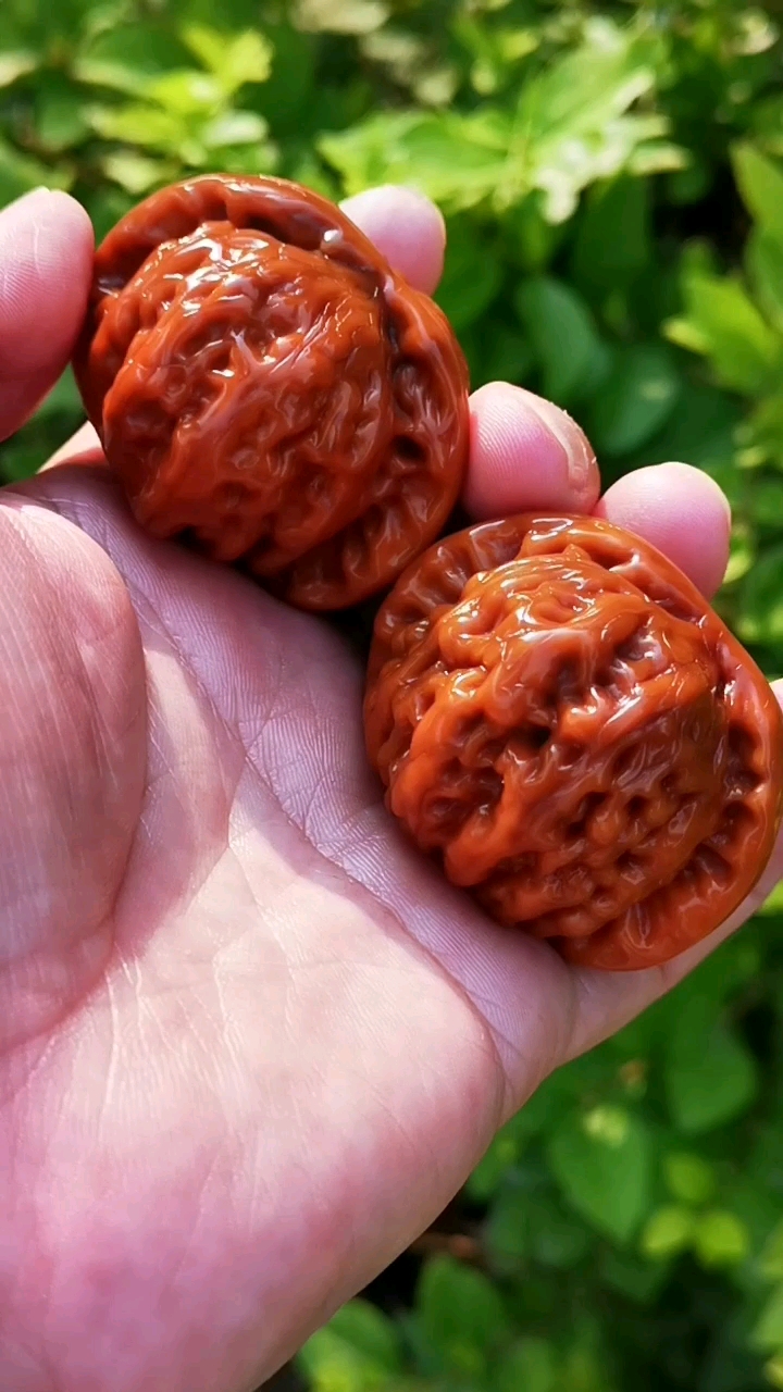 什么叫牛筋红