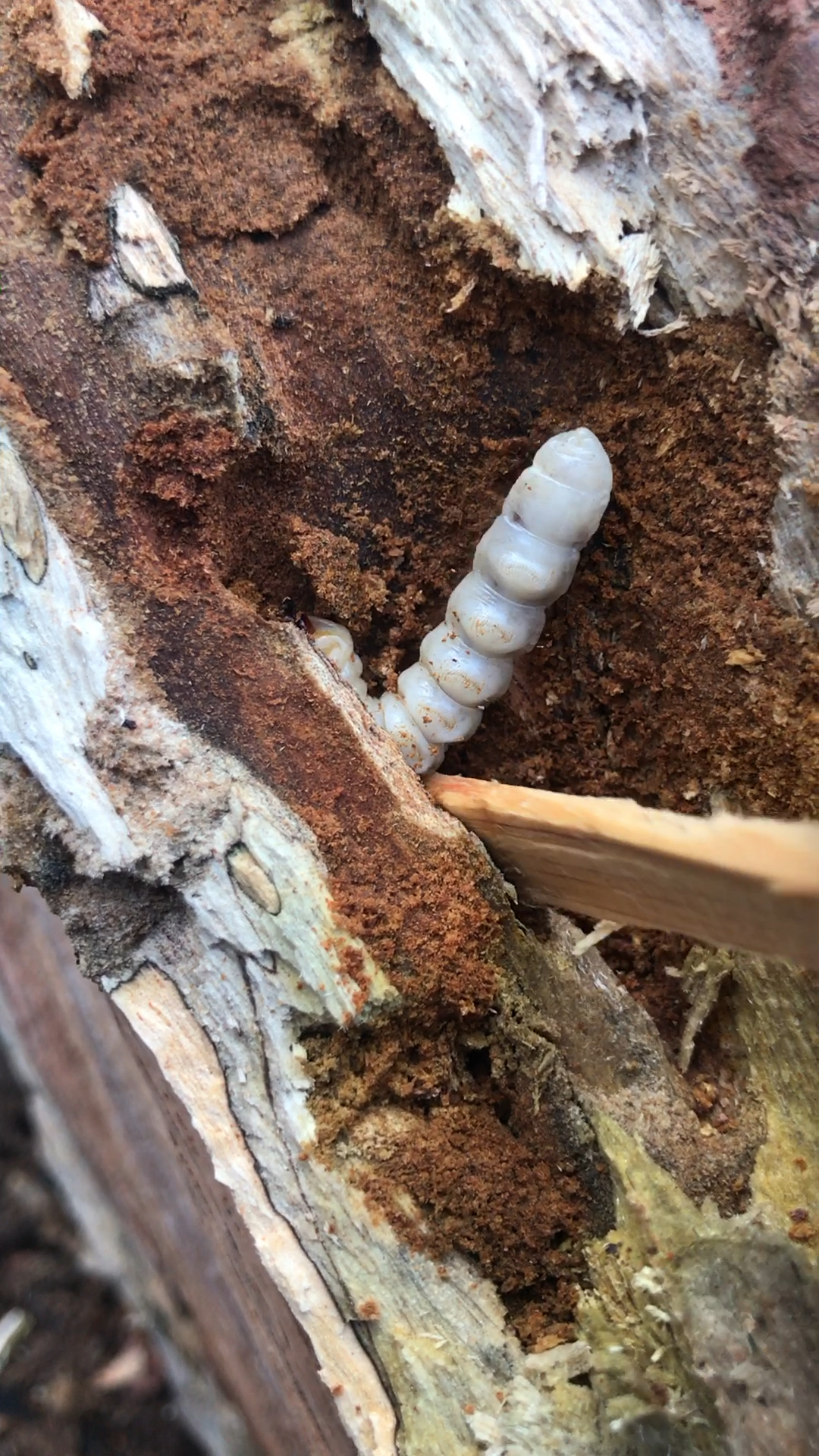 老木虫,你们说要怎么做才好吃?