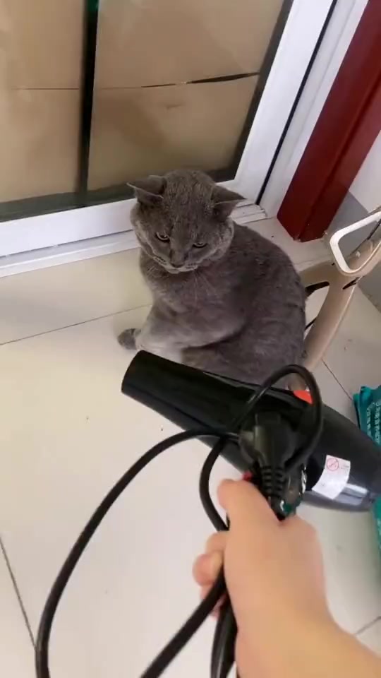搞笑段子#猫咪见到吹风机后,瞬间炸毛了,这胆子也太小了吧!