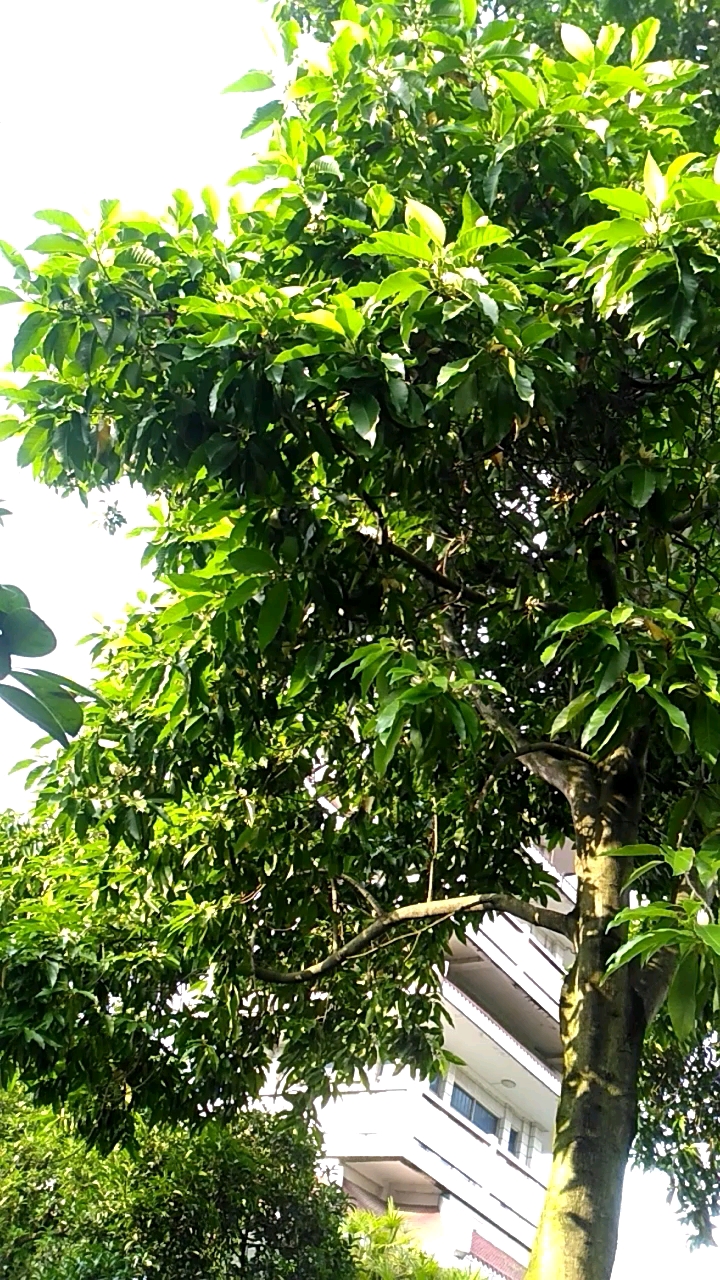 十里飘香的黄角兰!