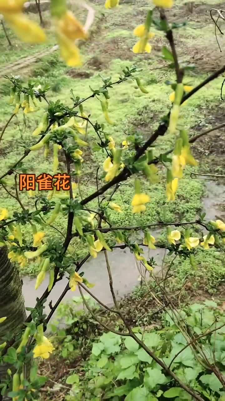 阳雀花已盛开视频再次分享给你们除了欣赏价值全株药用价值也高上次给