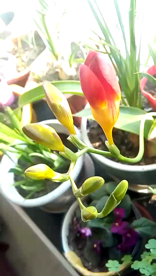 香雪兰开花香香的