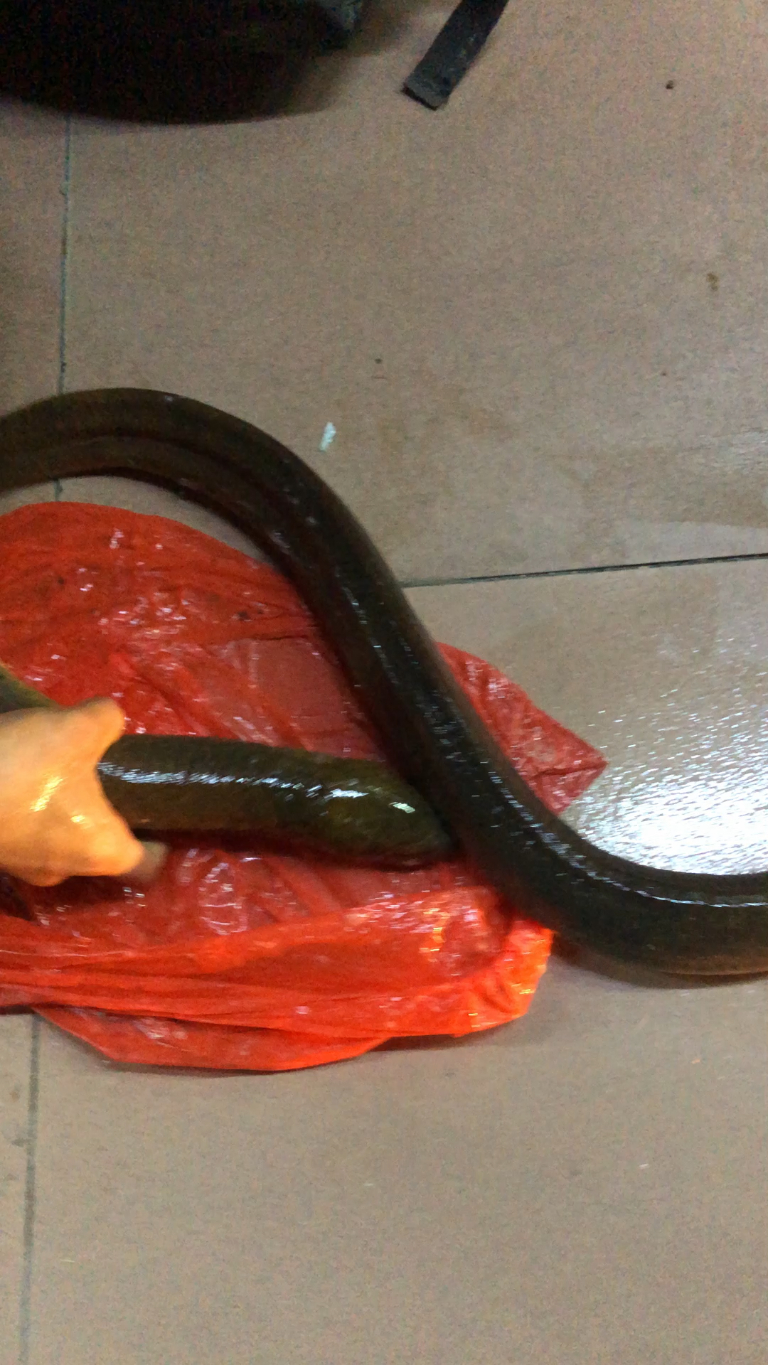 水库钓的大鳝鱼,喜欢朋友双击加关注!请留下你们爱心,谢谢