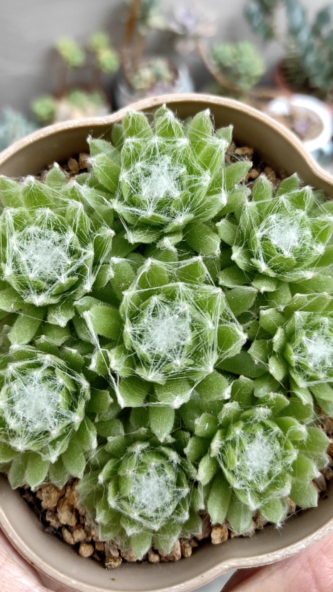 我的小花园#蛛丝卷绢终于开始长了