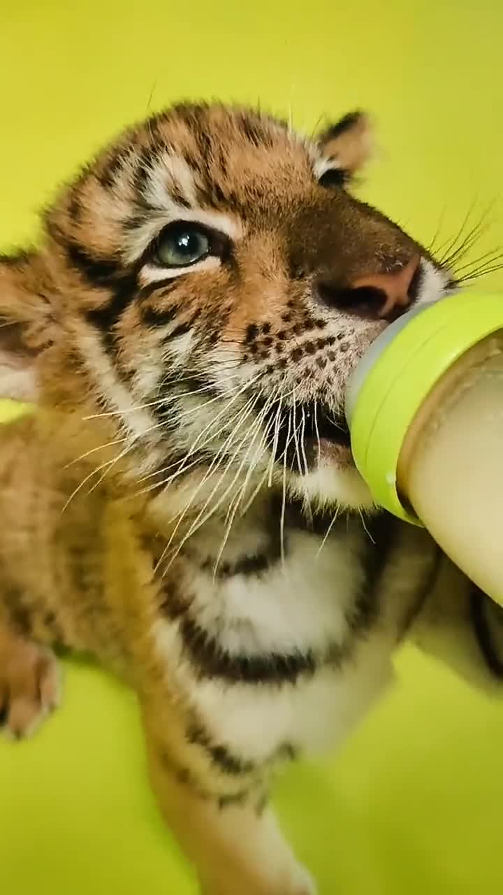 小老虎喝奶的样子