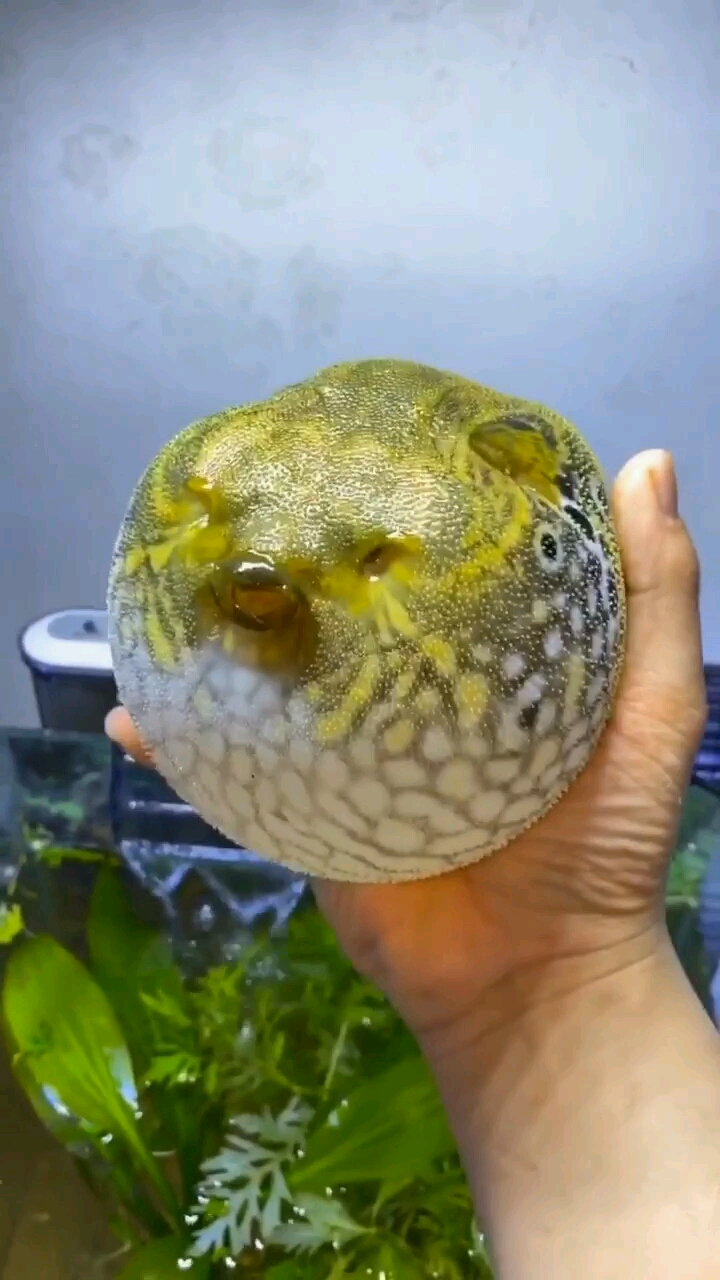 胖的河豚太搞笑了