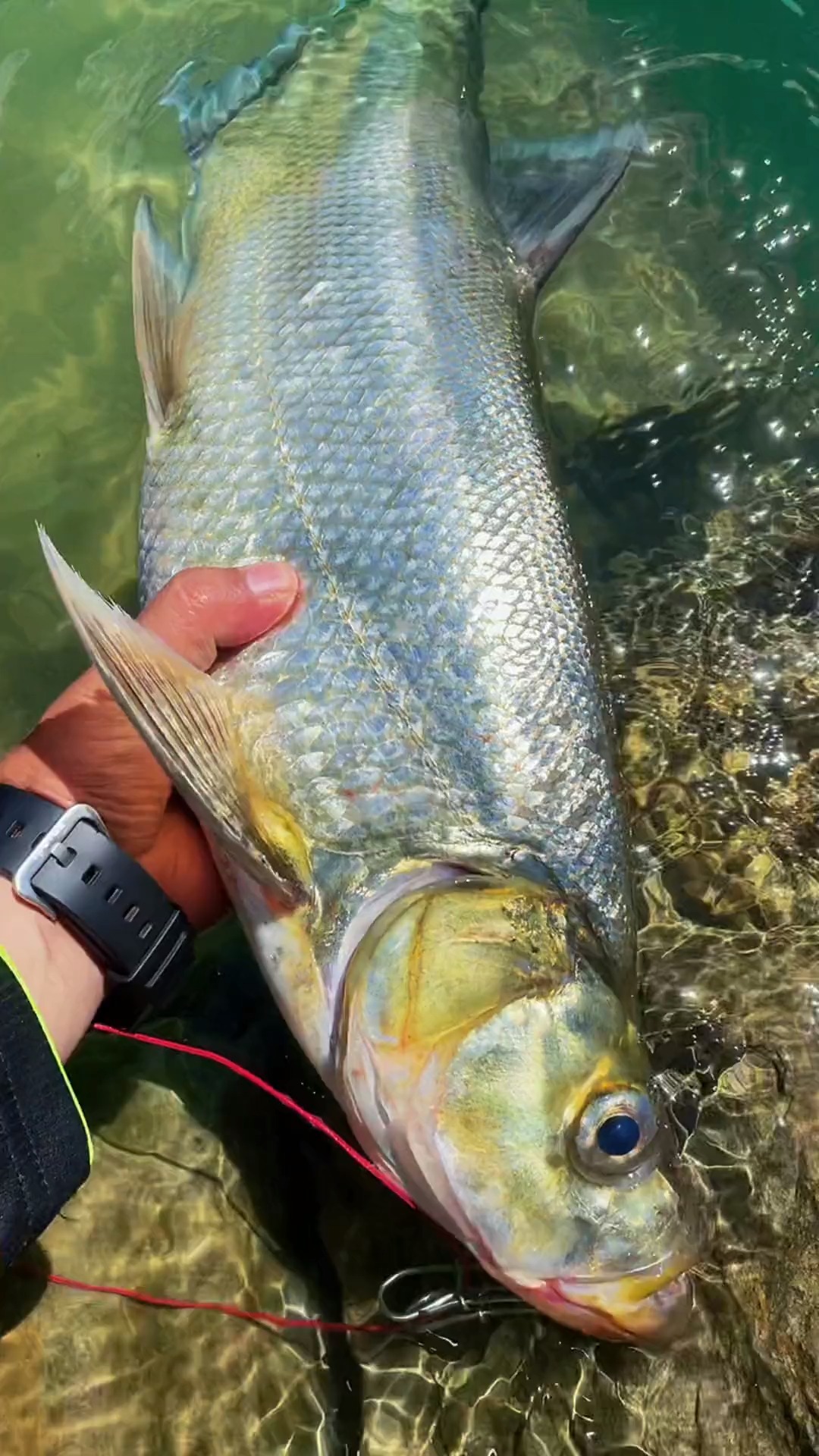 钓鱼#米级翘嘴的魅力#路亚 #钓鱼 #米级翘嘴 #翘嘴 #路亚翘嘴 #红水