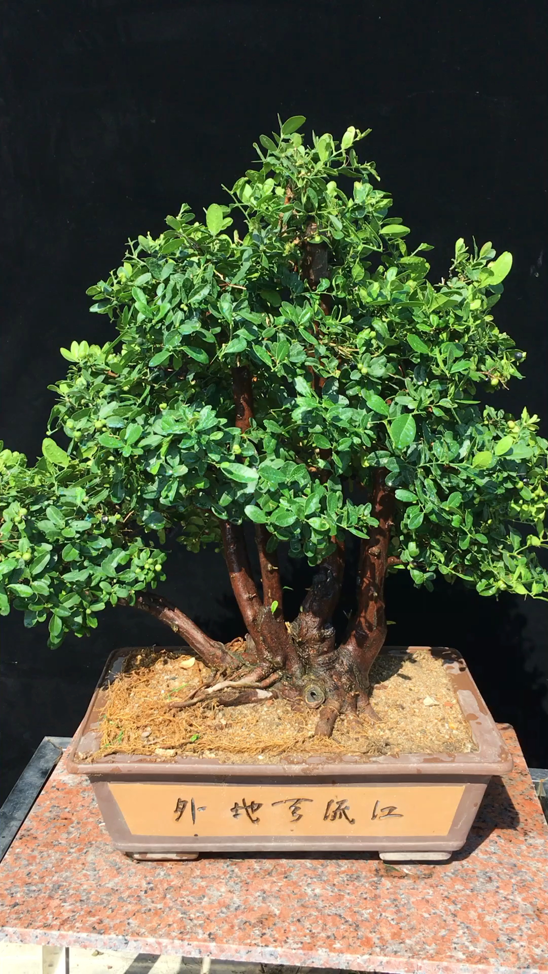 一本多杆丛林东风桔