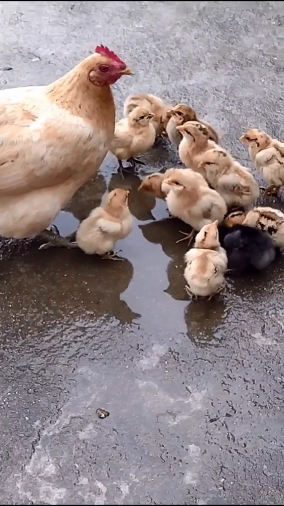 第一次看小鸡喝水也这么可爱