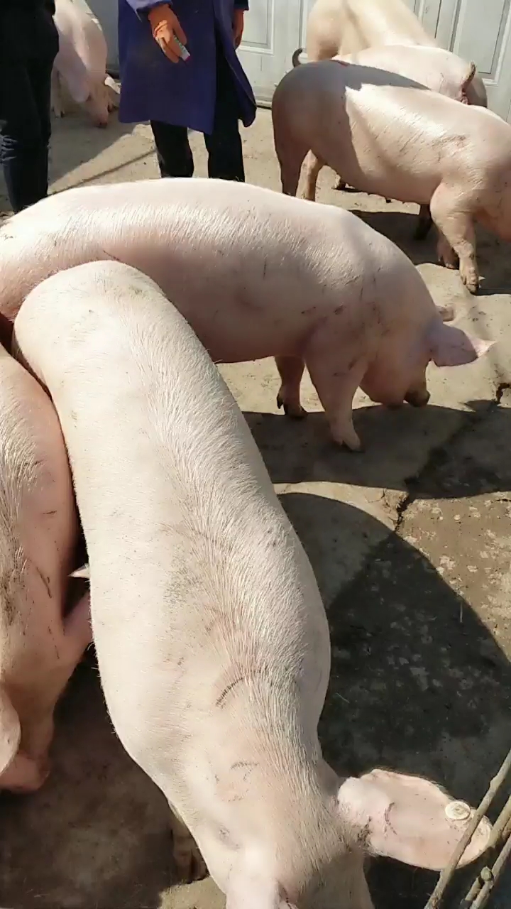 美系母猪品种图片