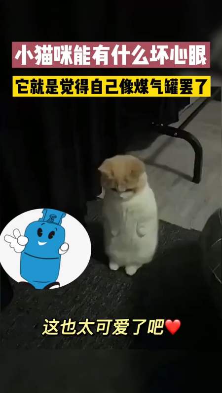 小猫咪能有什么坏心眼?它就是觉得自己像煤气罐罢了.