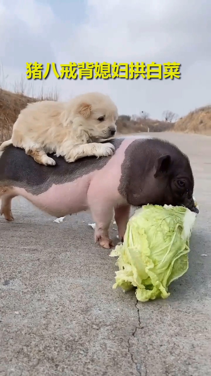 我要上热门#猪八戒背媳妇拱白菜