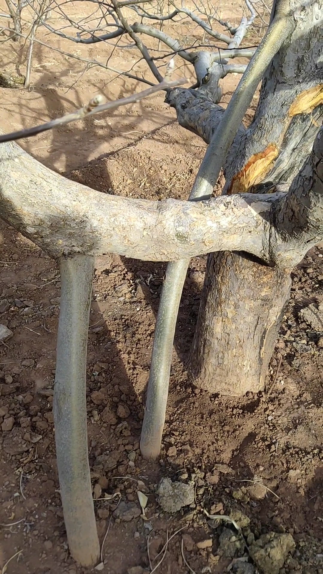 桥接嫁接方法果树界的心脏搭桥.主要针对干腐病害.