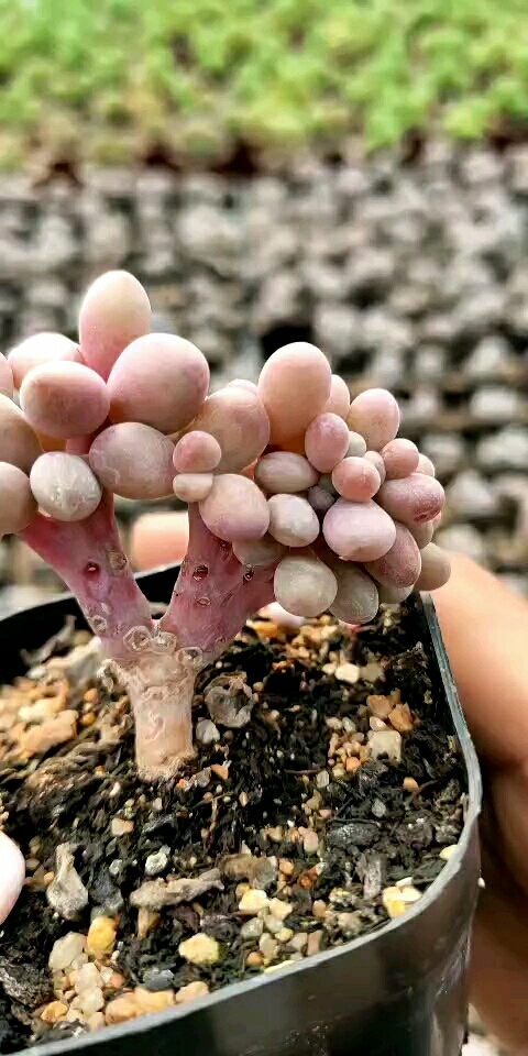 桃蛋缀化,不多见