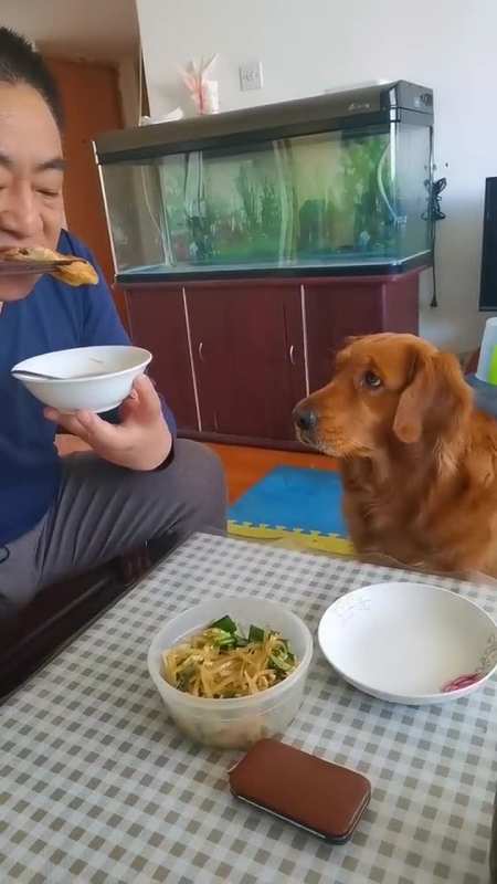 金毛:爸爸你不给我吃一口么