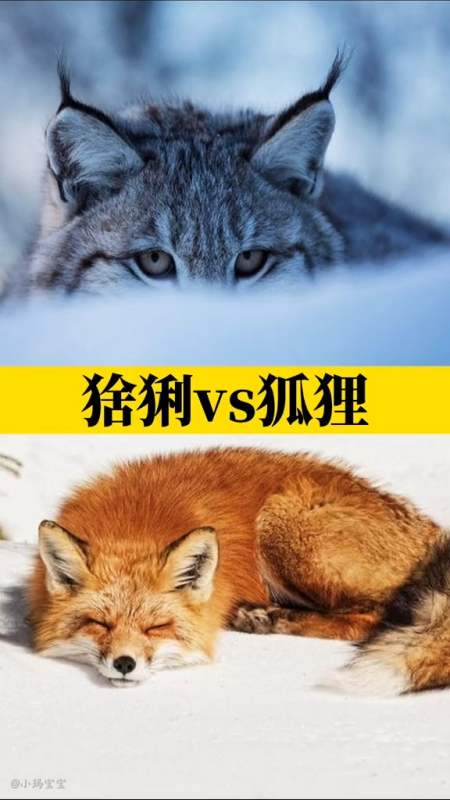猞猁 #狐狸