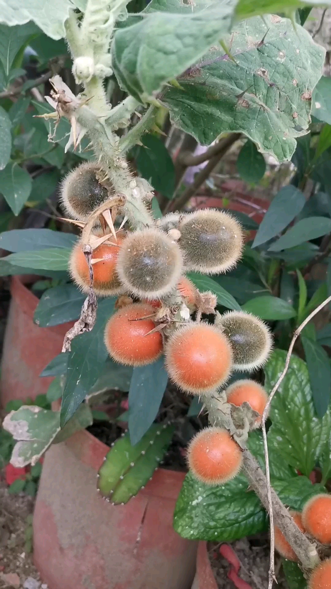 第一次见这种野生的茄子!