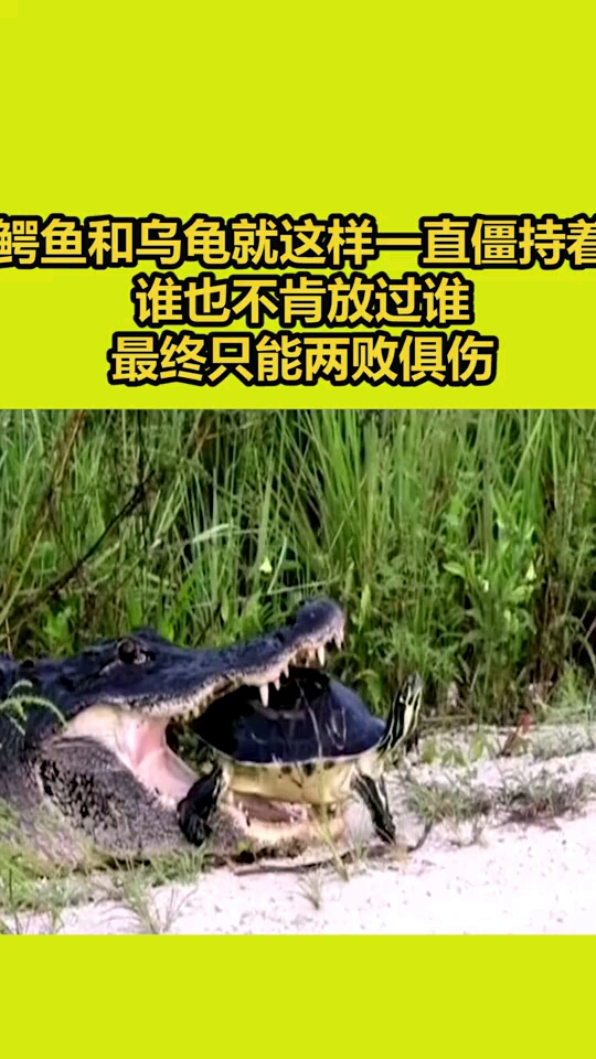 鳄鱼和乌龟就这样一直僵持着谁也不肯放过谁