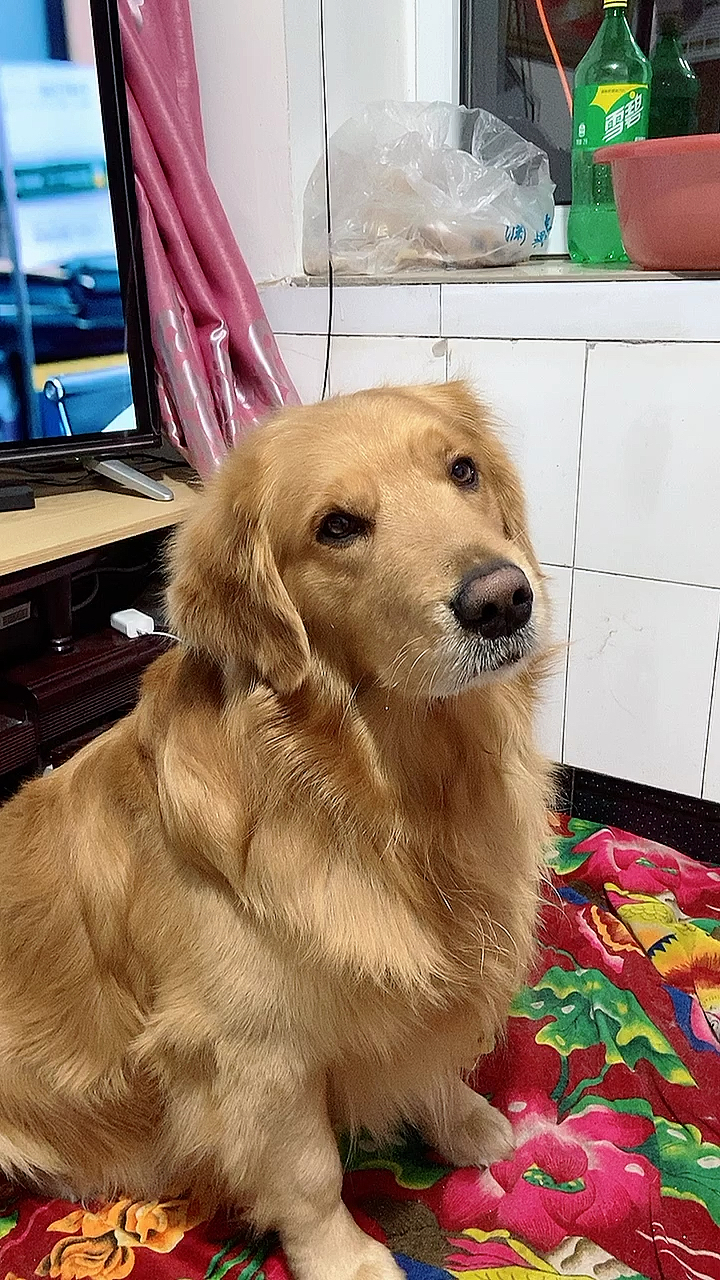 搞笑萌宠#金毛想吃窗台饼干 用眼神告诉我的