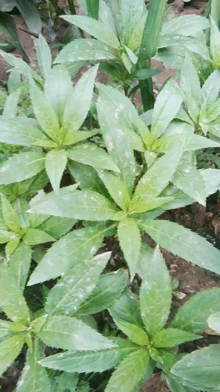这多指甲花苗有喜欢的吗?