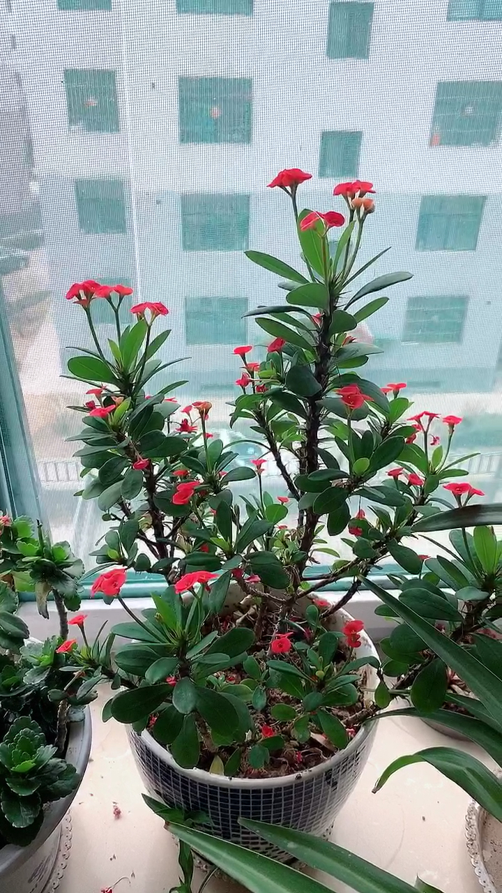 漂亮的刺玫