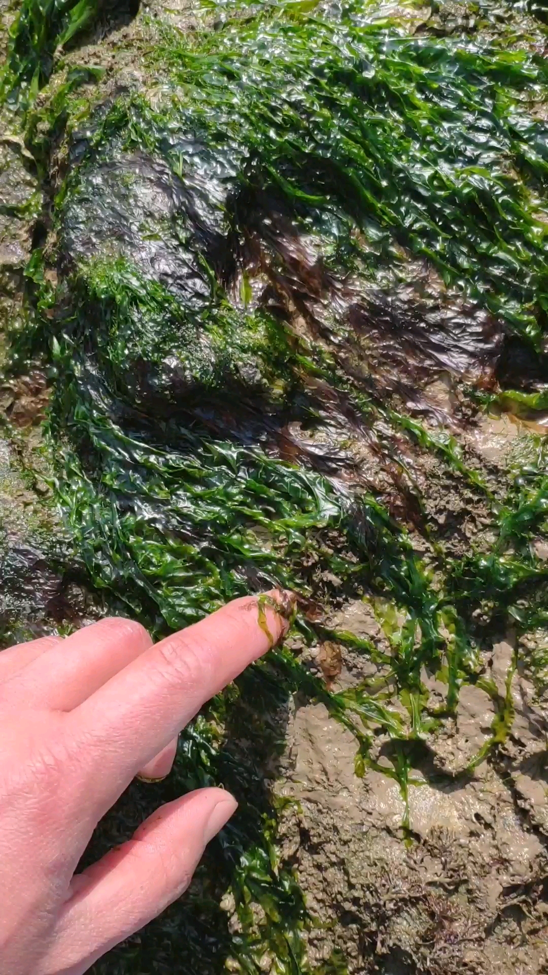 我的家乡年#野生紫菜太难摘了