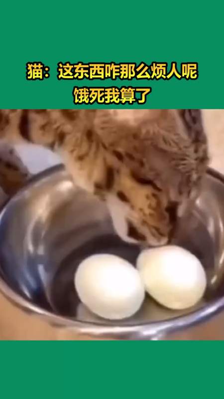 我要上热门#猫:这东西咋那么烦人呢,饿死我算了