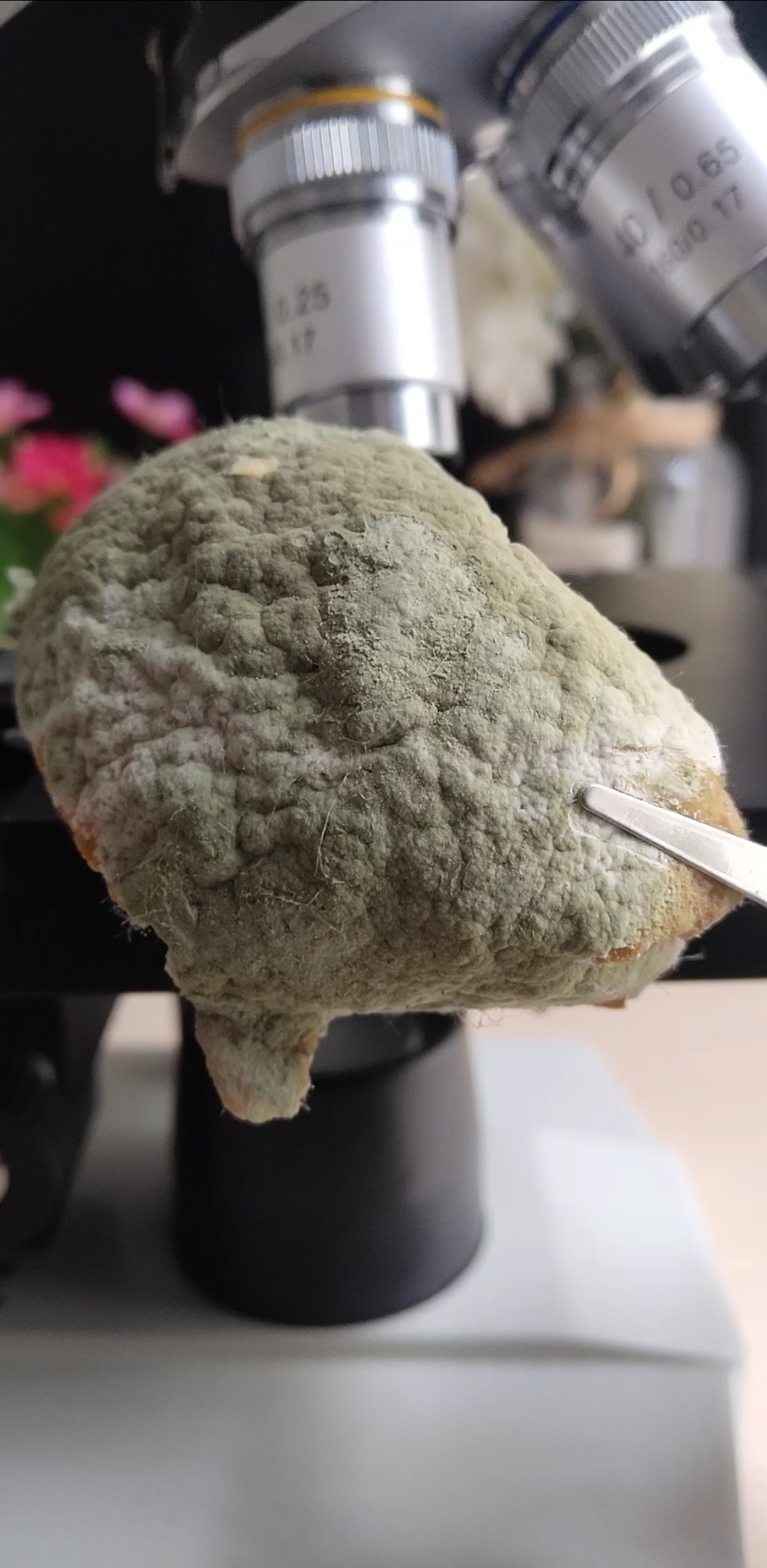 新城市新生活#橘子皮上灰绿色霉菌放大1000倍