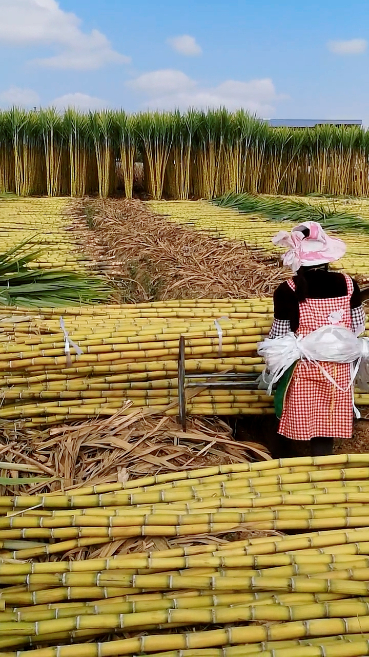 长的的的漂亮呀,黄金水果甘蔗你那里种有么