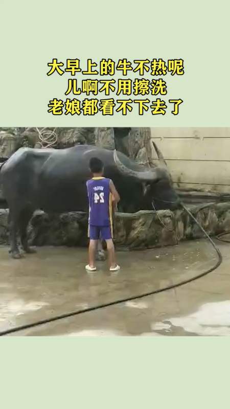 大早上的牛不热呢,儿啊不用擦洗,老娘都看不下去了!