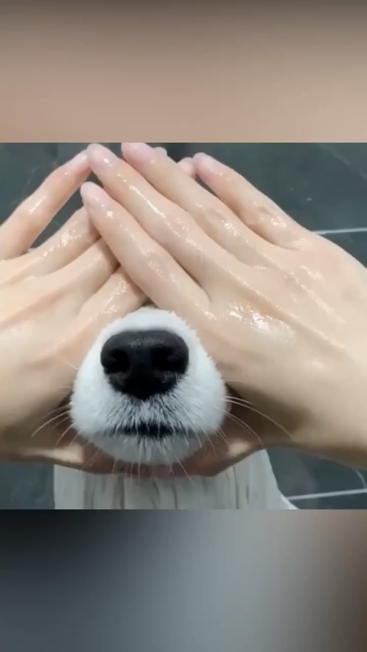 狗子:你捂住我眼睛的时候我害怕极了