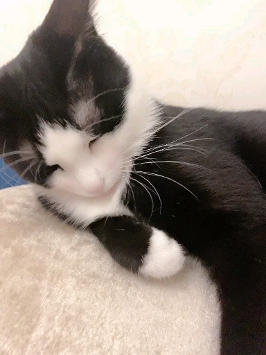 猫猫#小可爱奈斯.