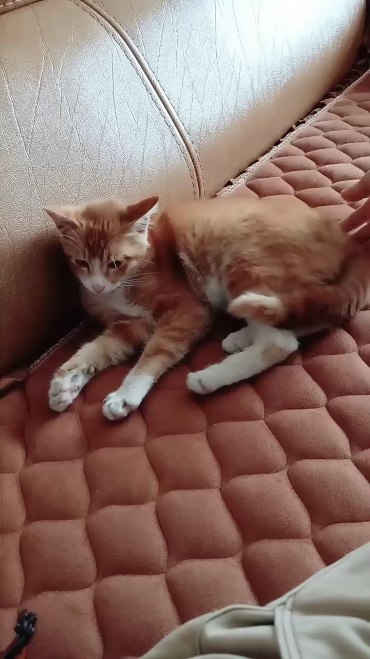 全民正能量#金被盖银床 国级小家猫