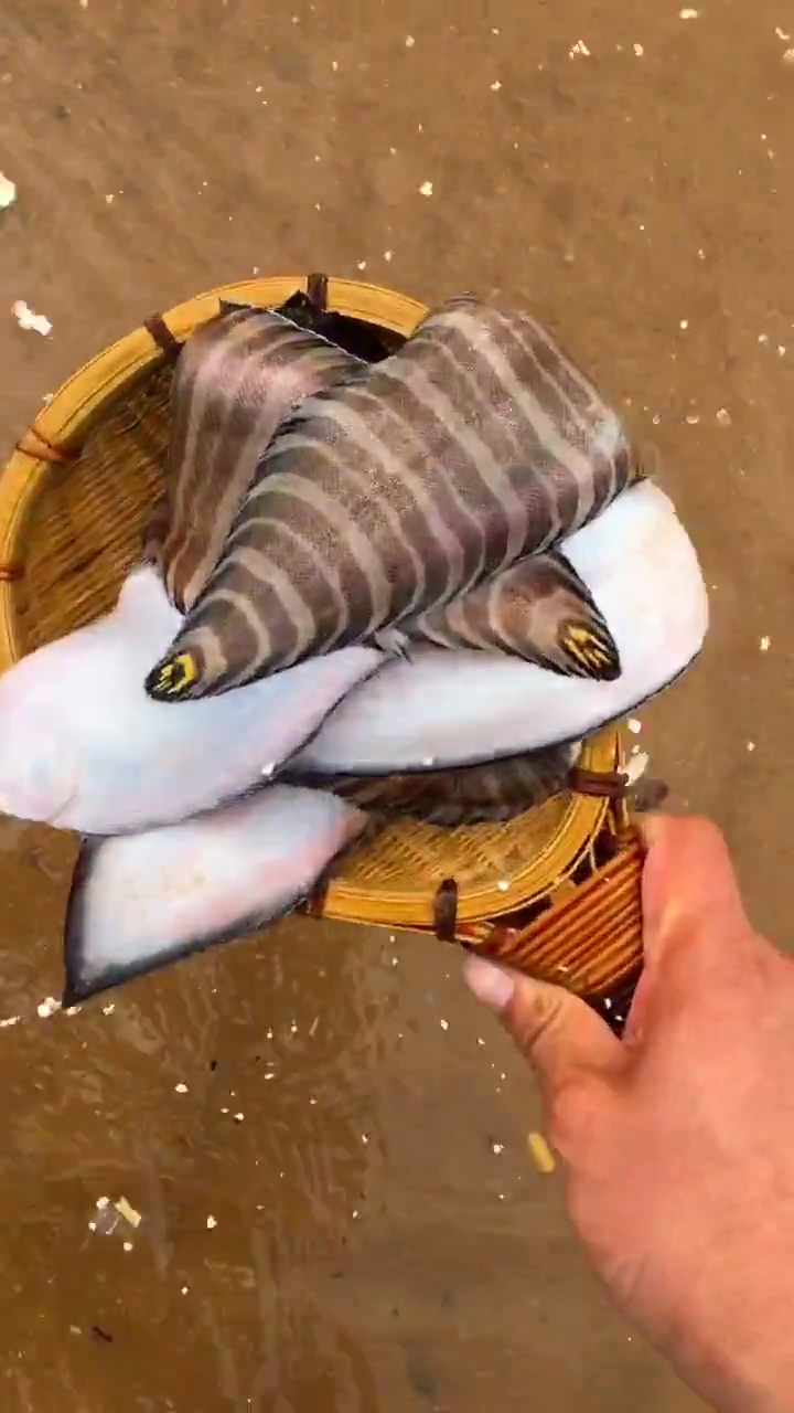 来海边捡花舌头鱼