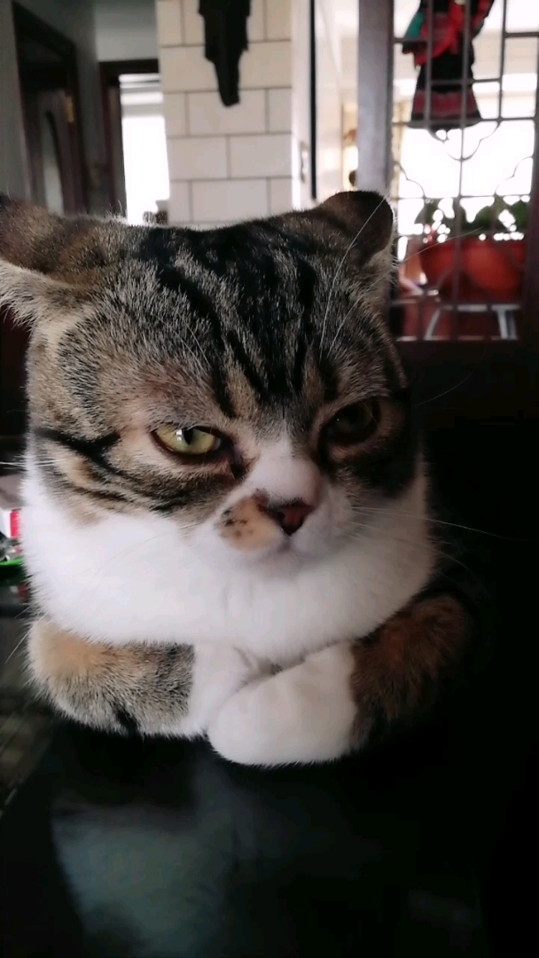 可爱的大彪,非要在餐桌打盹.