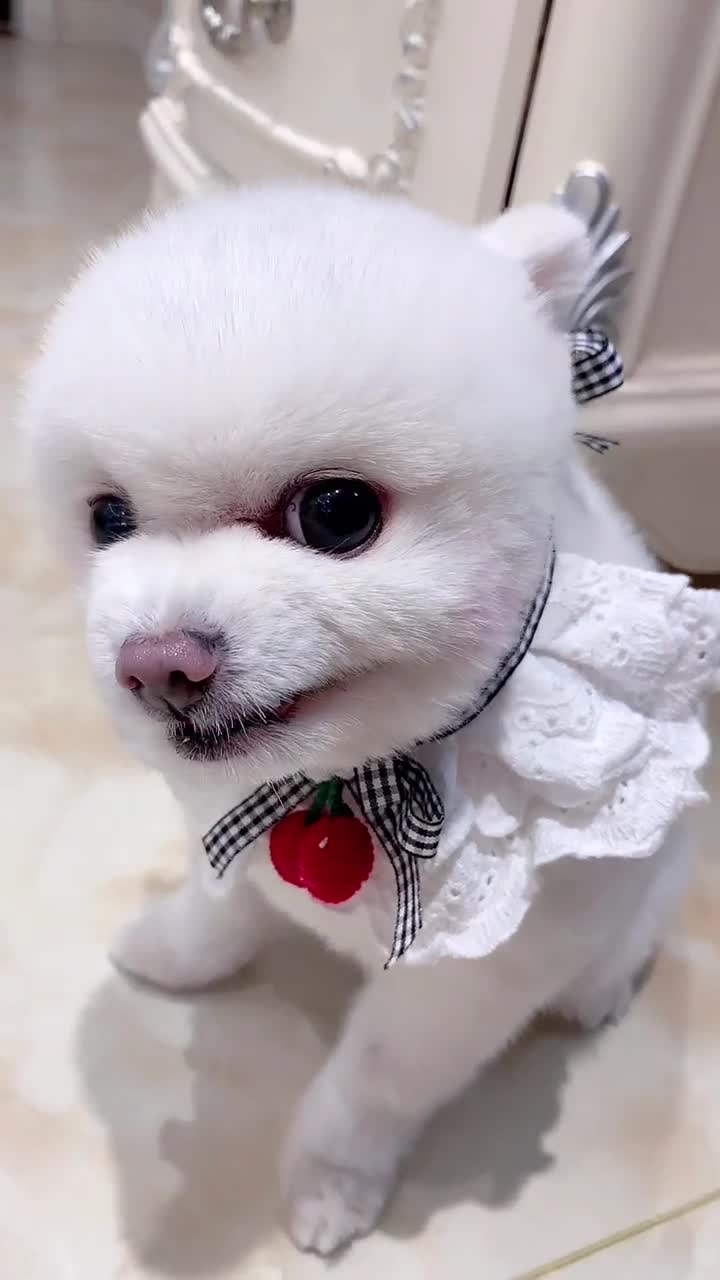 博美闹闹生气的样子太可爱了,你们看完不许笑