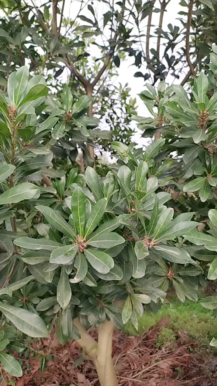 杨梅第一年开花了