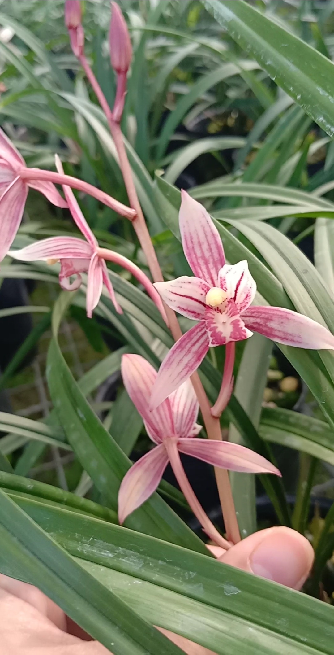 市长红建兰色花红花带花苞