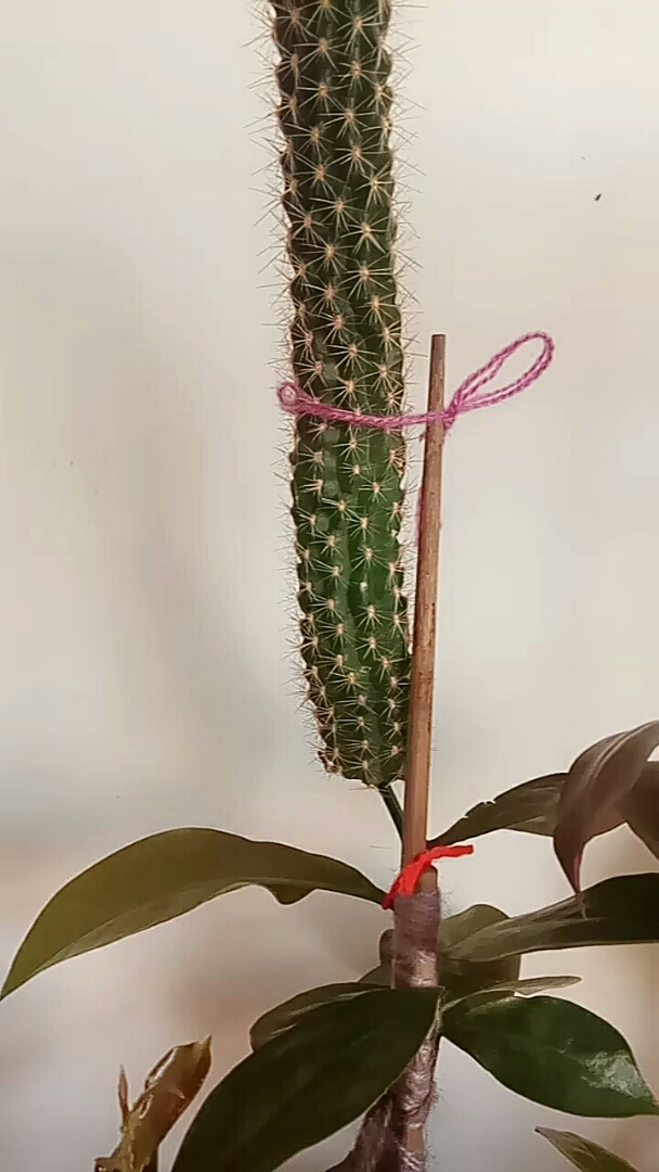 叶仙嫁接白檀