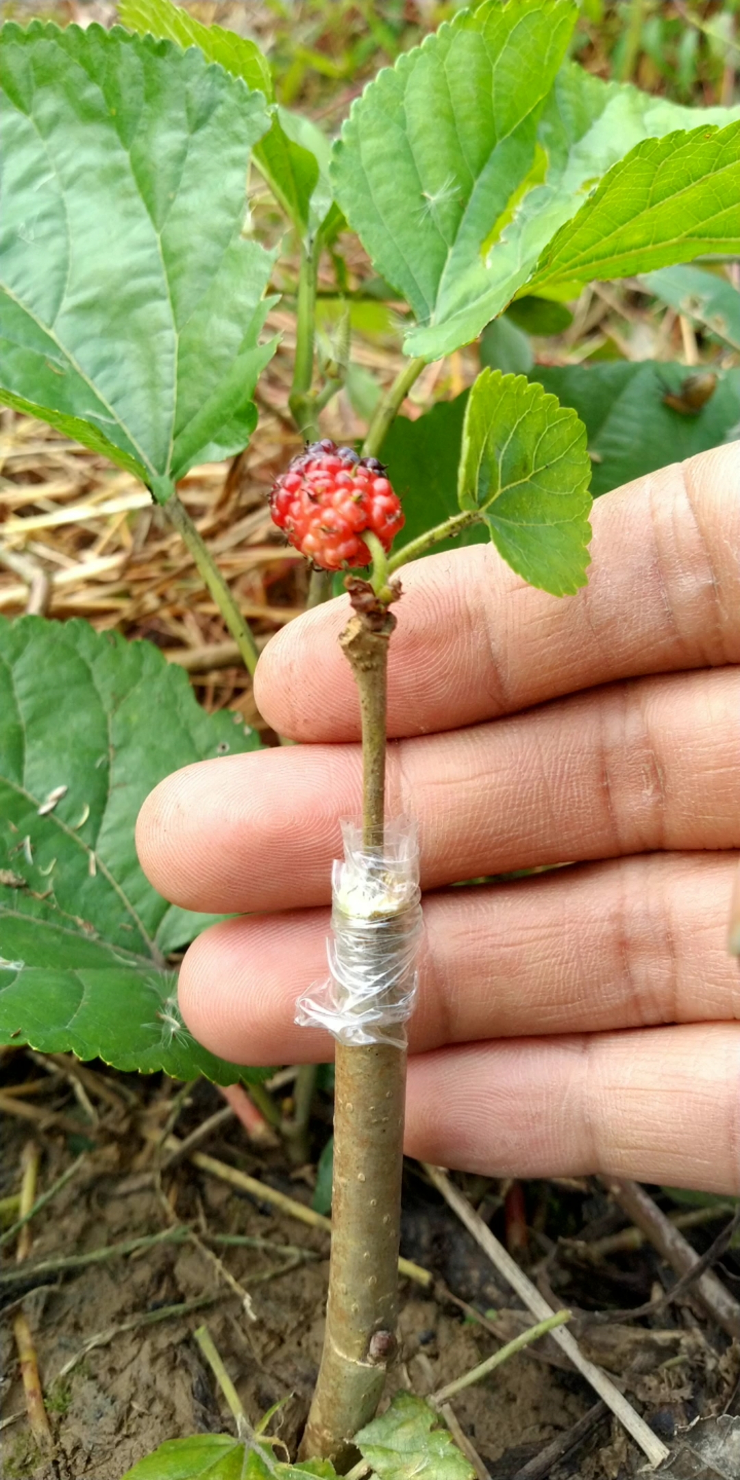 小伙嫁接桑树桑泡成熟了.