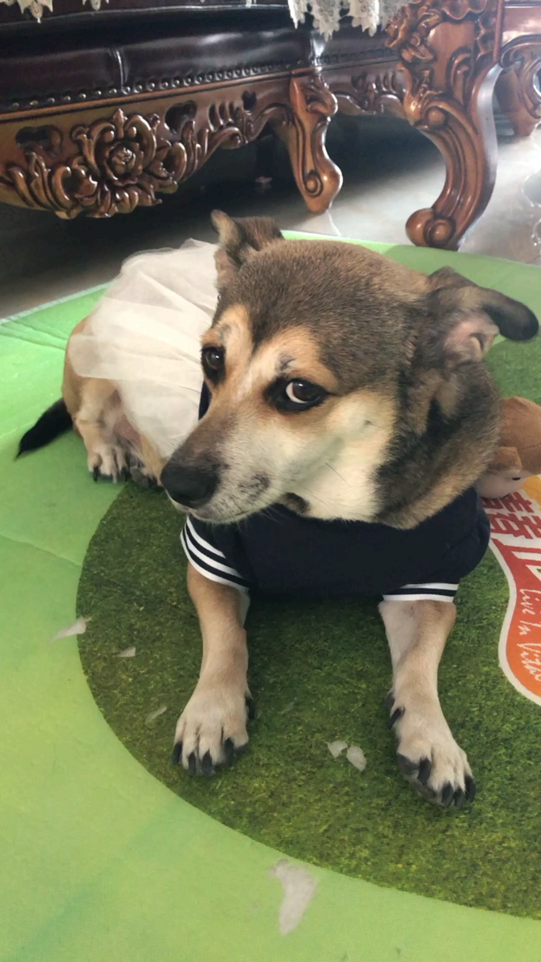 温暖到爆的小毛孩儿