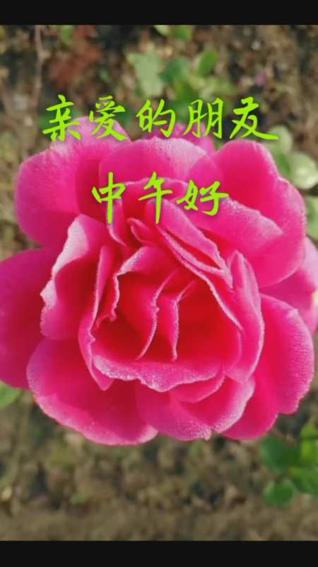 太阳总是新的每天都是美好的日子友友们中午好