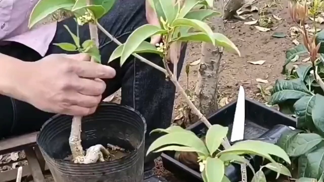 奇特的桂花嫁接技术?靠接法成活率高且成活后就是老桩!