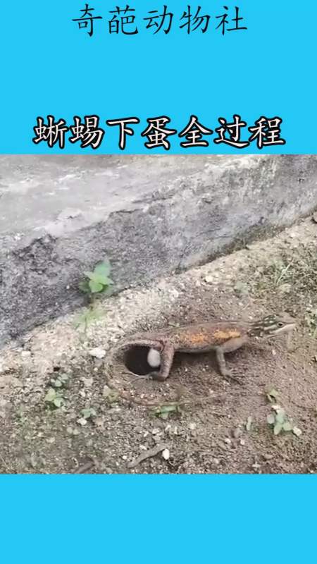 我要上热门#蜥蜴下蛋全过程