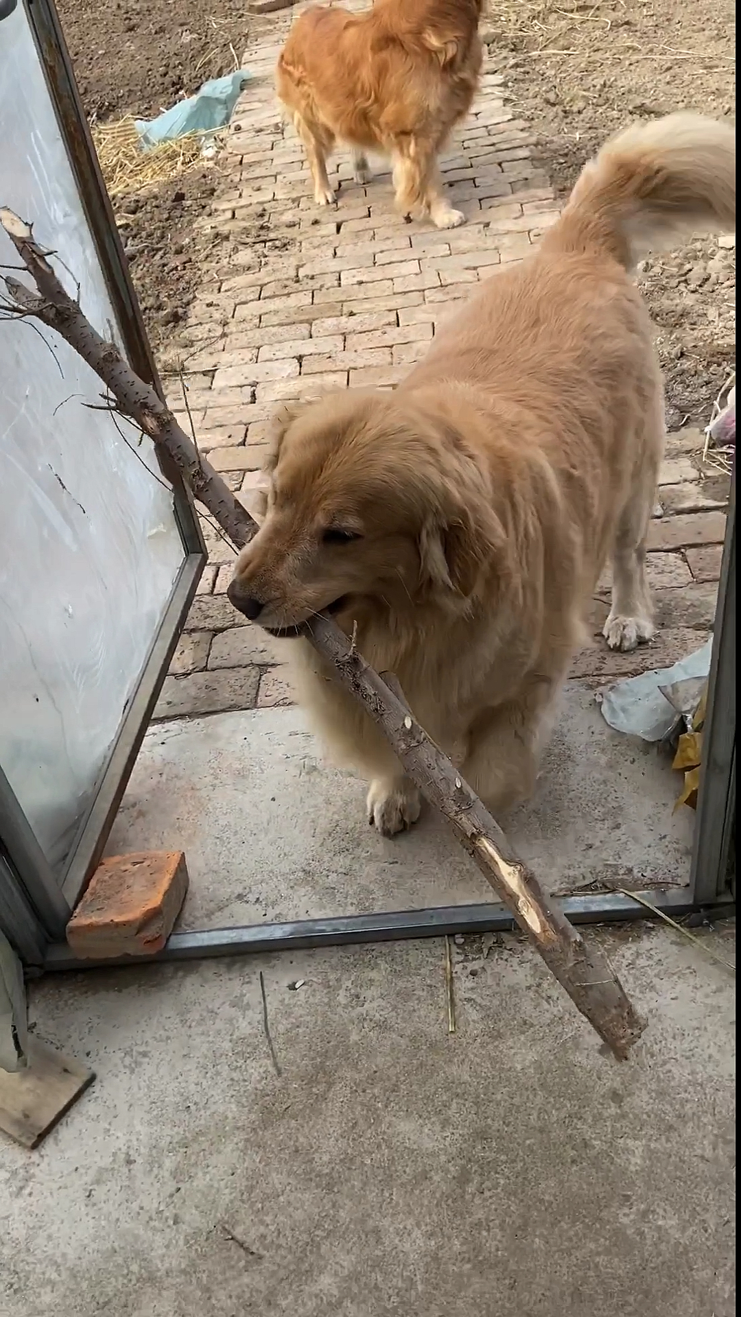 工具狗#金毛为这家操碎了心 还得给主人抱柴火做饭