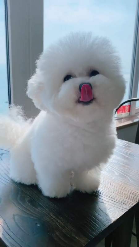 看这孩子笑的多开心 #萌宠日常记录#比熊宝宝#小体比熊