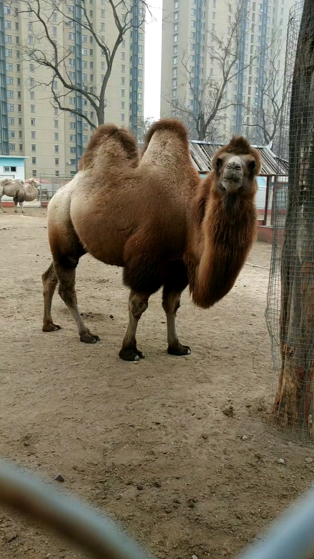 锦州动物园里的骆驼