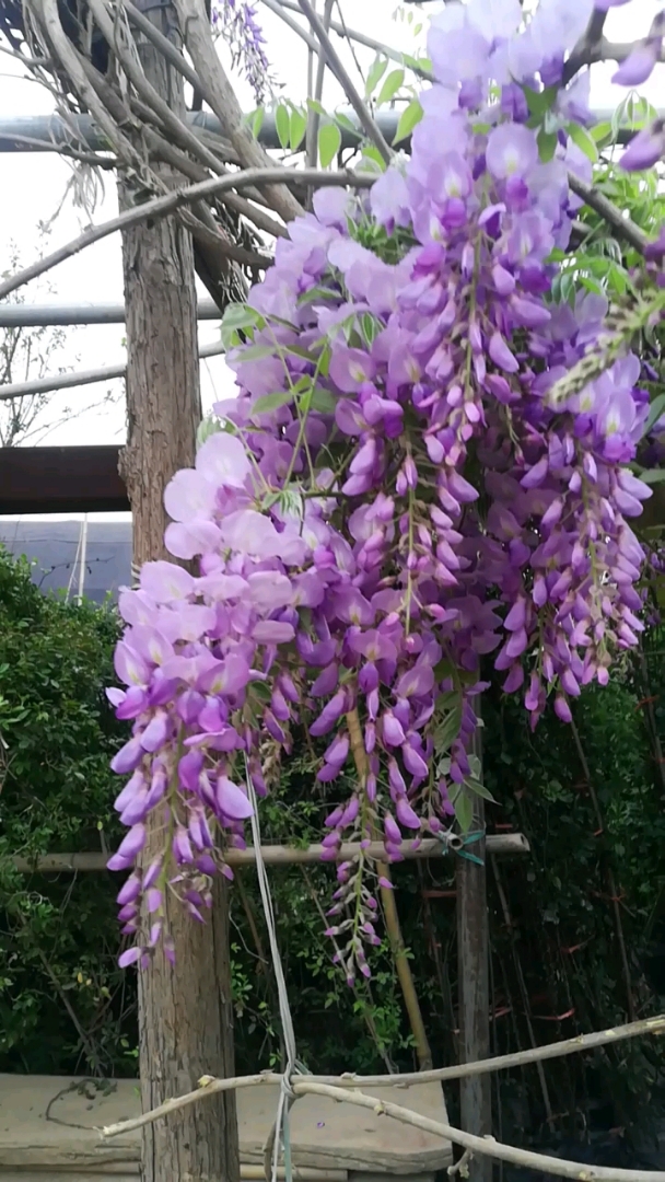 紫藤花开,美到极致,浪漫紫,一串串紫色的魅力