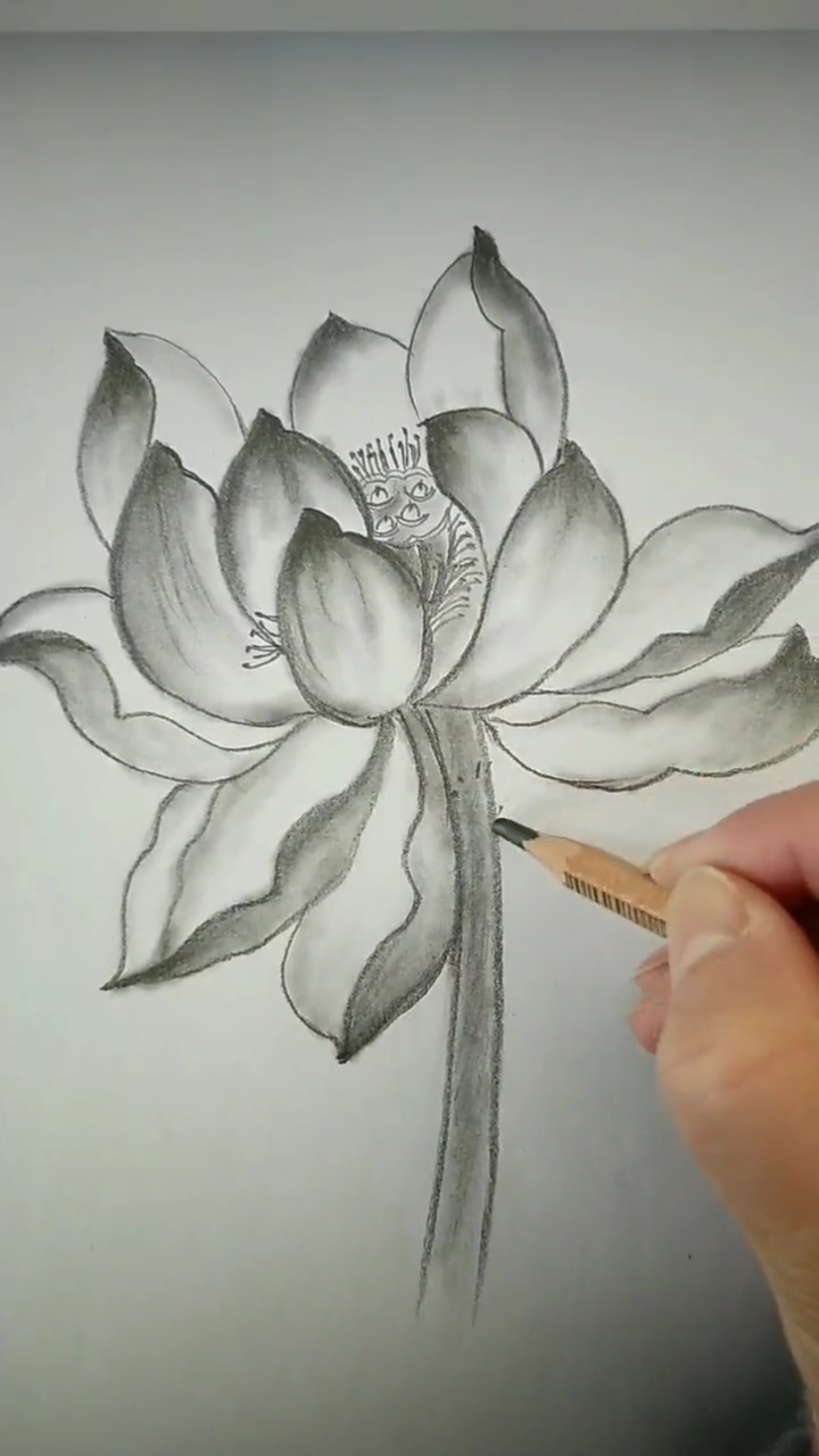 创意简笔画#铅笔素描荷花简笔画-度小视